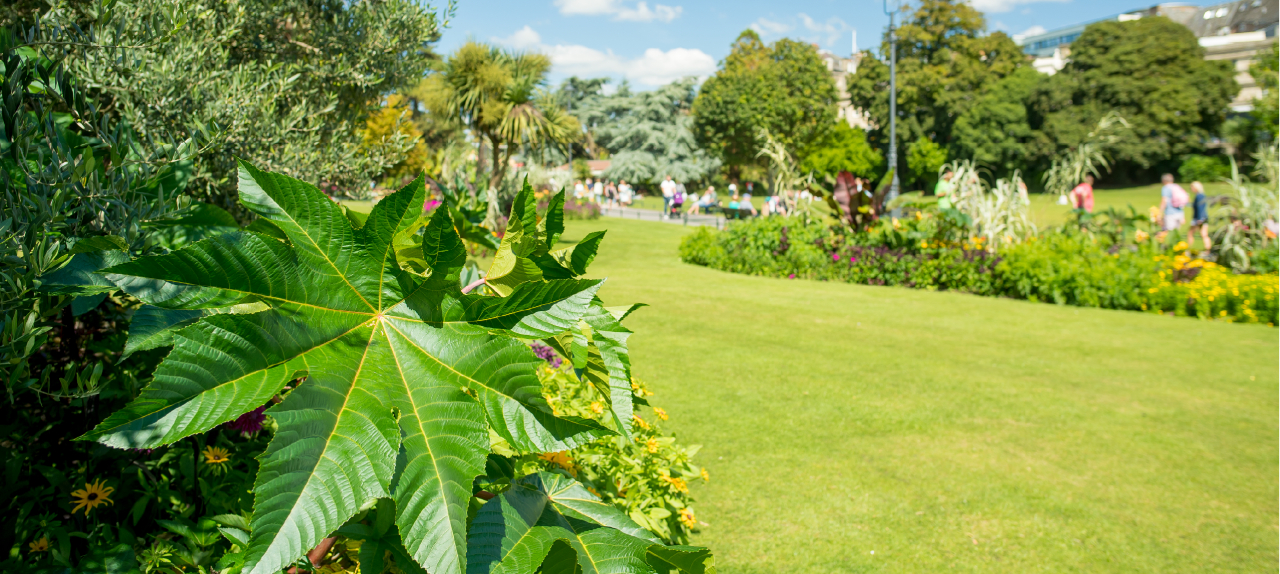 A close-up of the foliage by the curated lawns at Bournemouth Gardens.